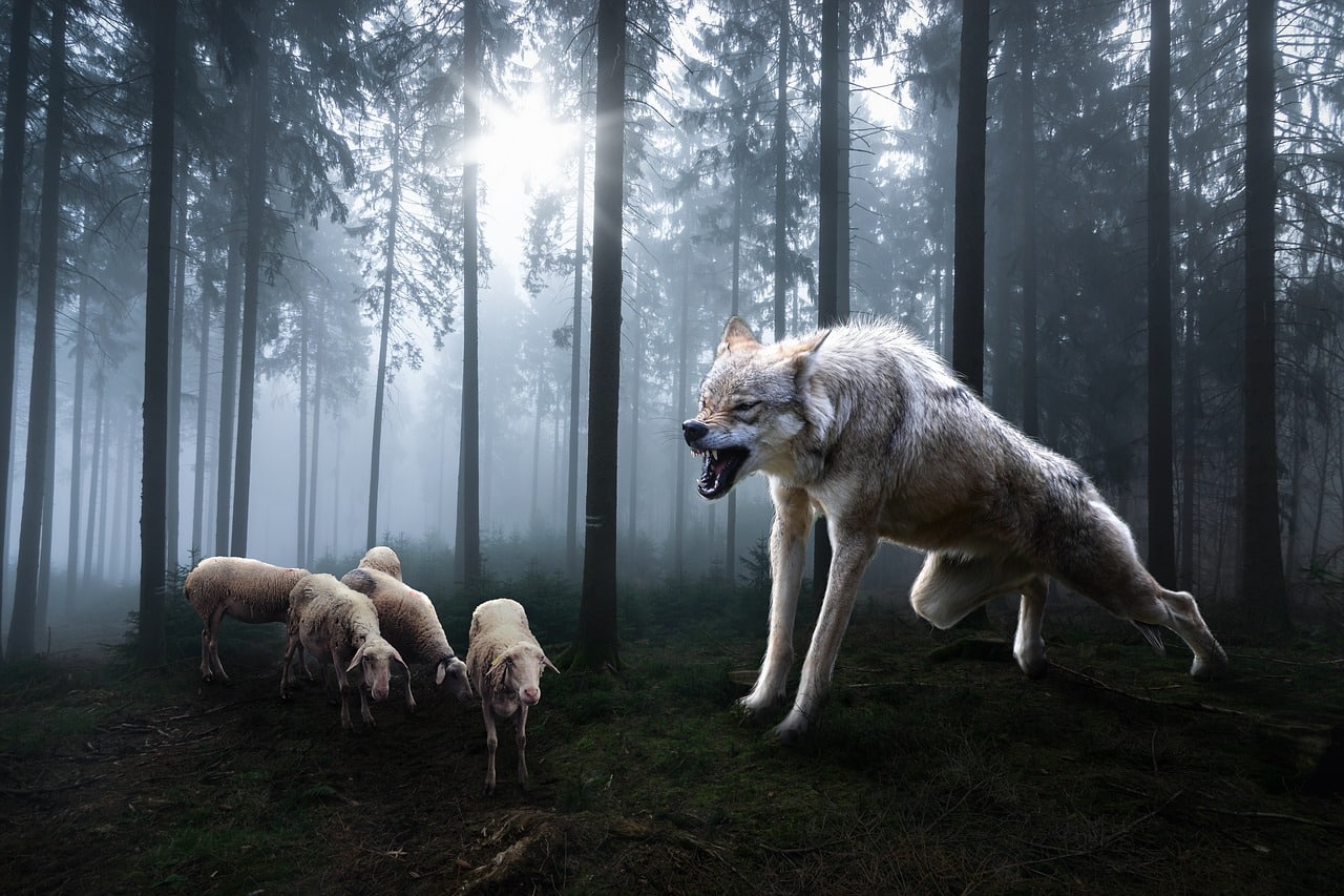 Lobo atacando ovelhas na floresta. Imagem ilustrativa texto expressões tiradas da literatura.